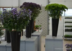 On the right: Tracheliu, Briba Green of Armada. “The biggest advantage of Briba Green is the transport quality and shelf life due to the absence of pollen and stamen. This unique feature is not present in other Trachelium colors. “